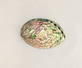 Paua (Abalone) Shell - Perfect For Burning Of Smudge Sage