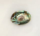 Paua (Abalone) Shell - Perfect For Burning Of Smudge Sage